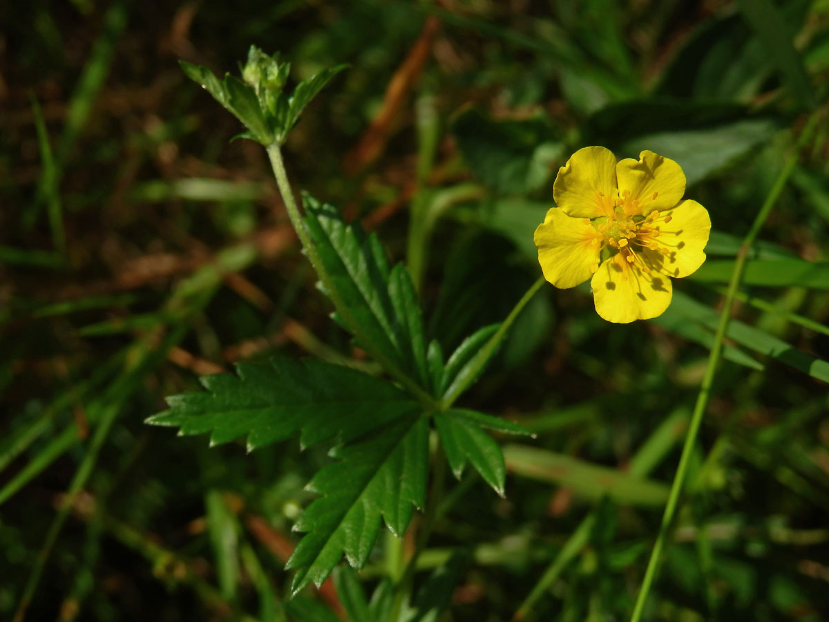 Mochna nátržník (Potentilla erecta (L.) Rauschel) s pětičetným květem (3)