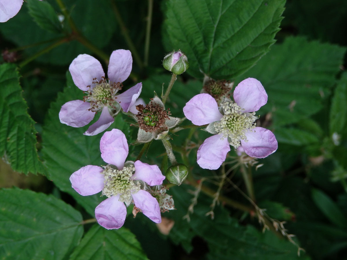 Ostružiník křovitý (Rubus fruticosus L. agg.) - čtyřčetný květ (3a)