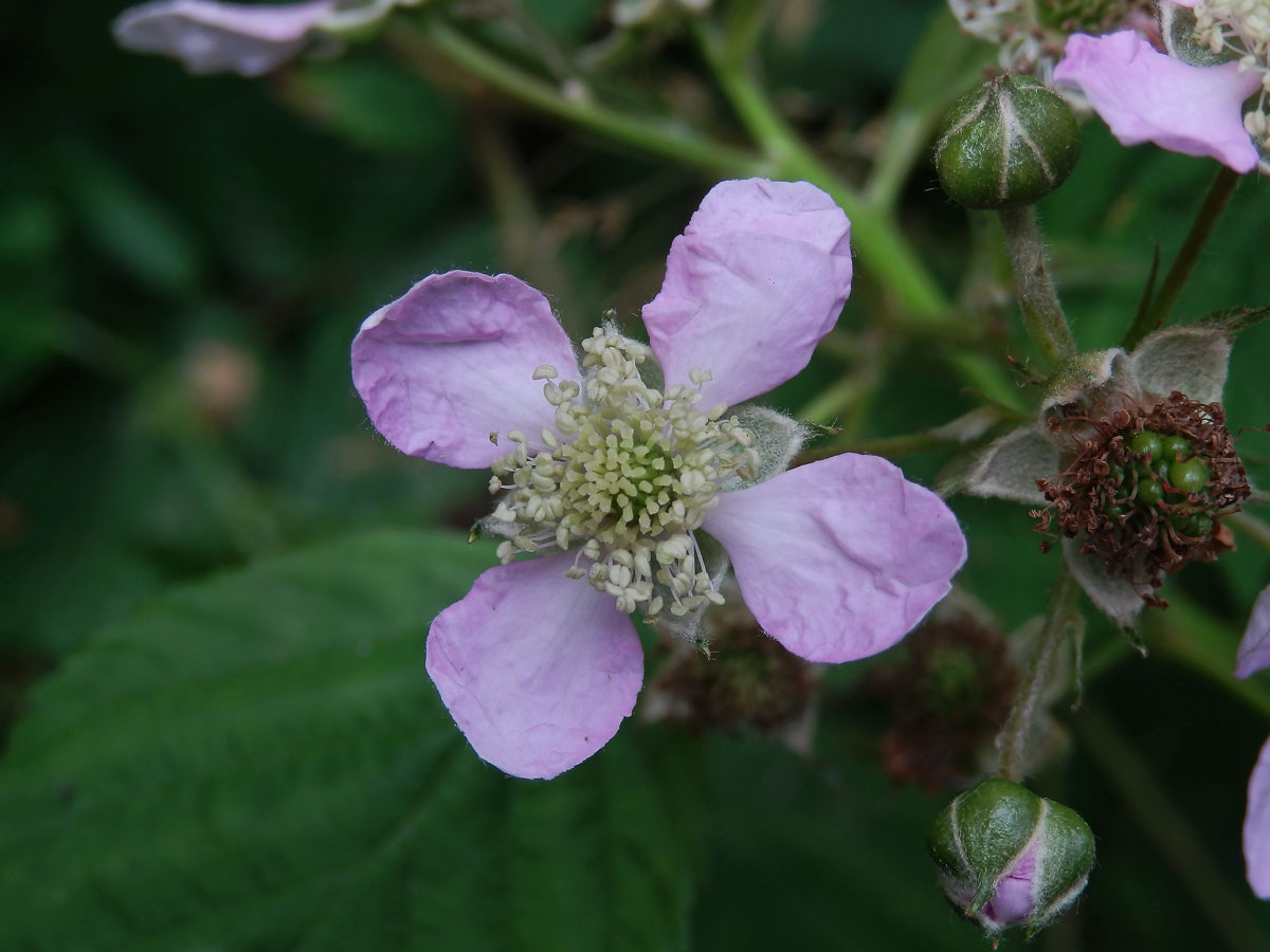 Ostružiník křovitý (Rubus fruticosus L. agg.) - čtyřčetný květ (3b)