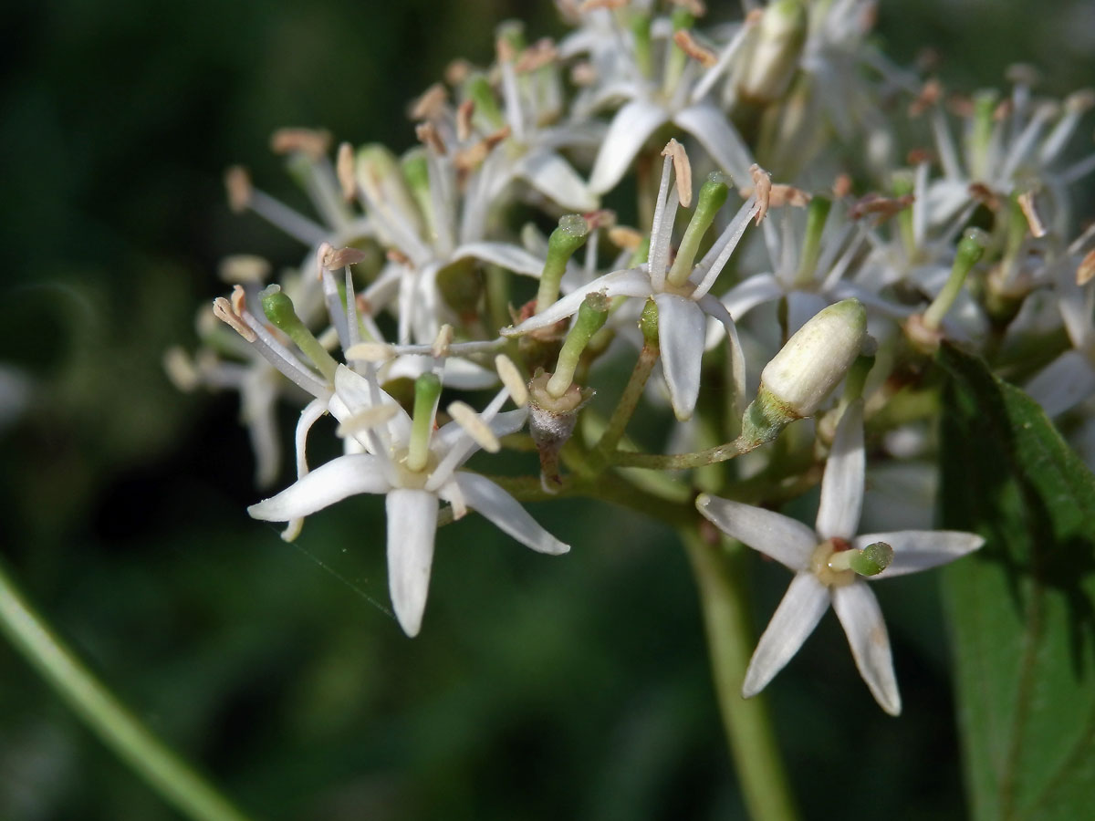 Svída krvavá (Cornus sanguinea L.) s pětičetnými květy