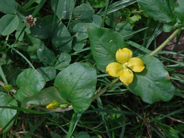 Vrbina penízková (Lysimachia nummularia L.) s čtyřčetným květem (2a)