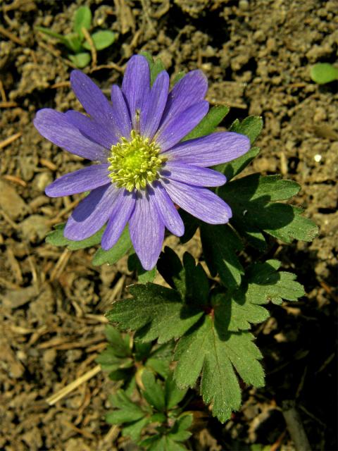 Sasanka vábná (Anemone blanda Scott et Kotschy)