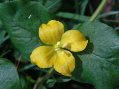 Vrbina penízková (Lysimachia nummularia L.) s čtyřčetným květem (2b)