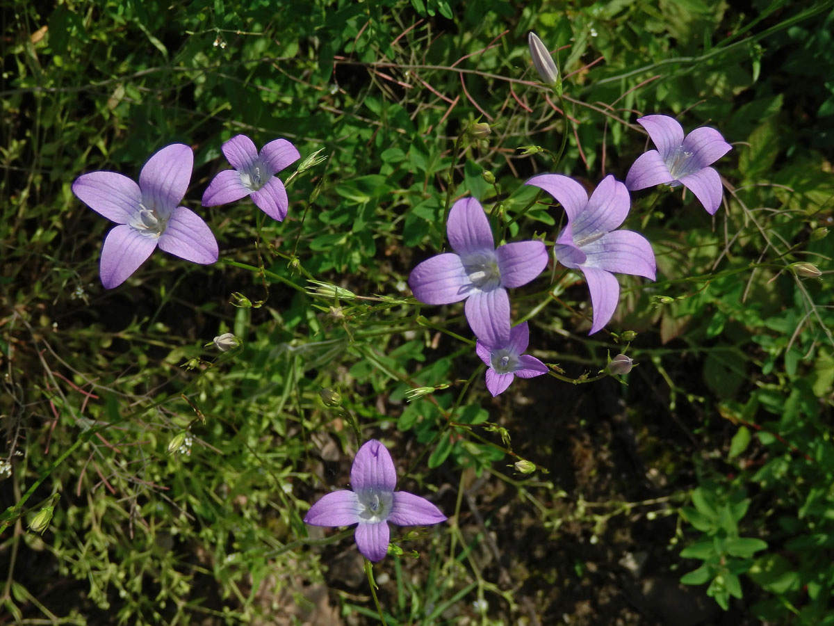 Zvonek rozkladitý (Campanula patula L.)  s převahou čtyřčetných květů (4a)