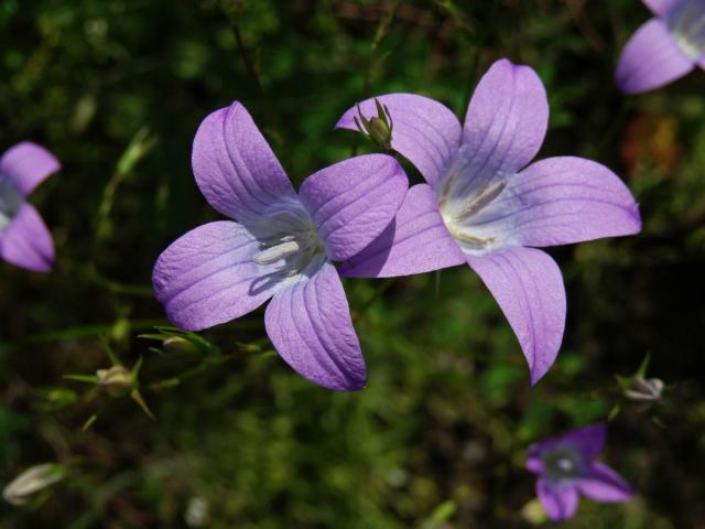 Zvonek rozkladitý (Campanula patula L.) s čtyřčetnými květy (4b)