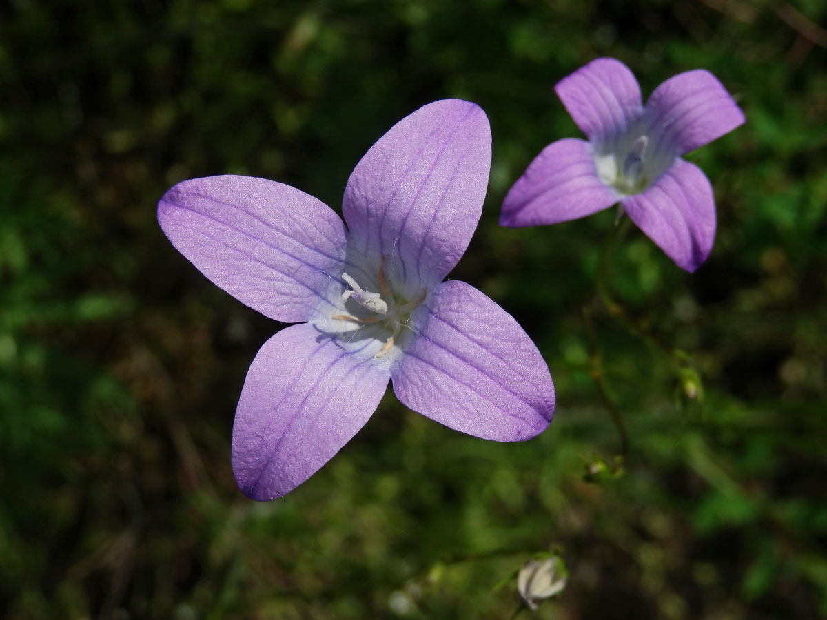 Zvonek rozkladitý (Campanula patula L.) se čtyřčetnými květy (4c)