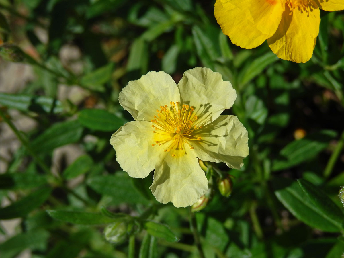 Devaterník velkokvětý (Helianthemum grandiflorum (Scop.) DC.) s květy světle žluté barvy