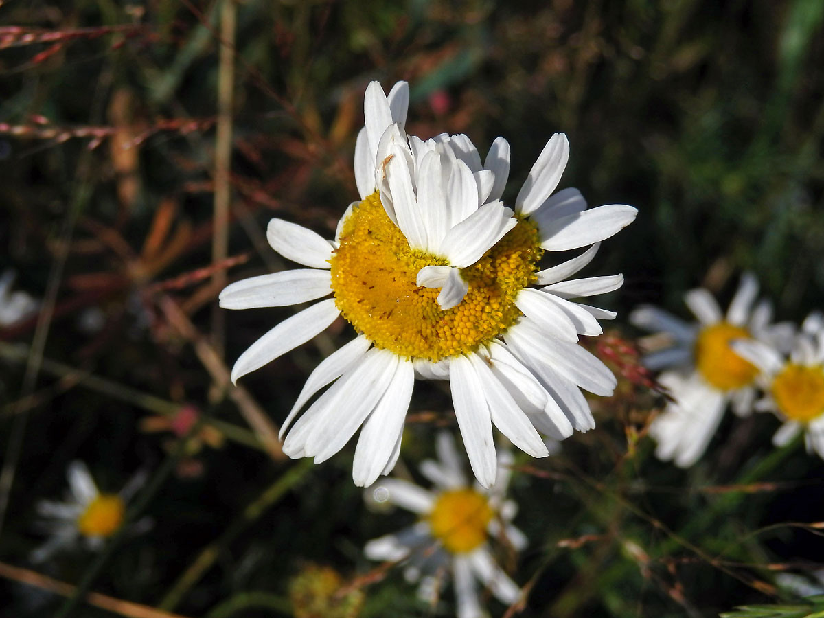 Rmen smrdutý (Anthemis cotula L.), fasciace stonku