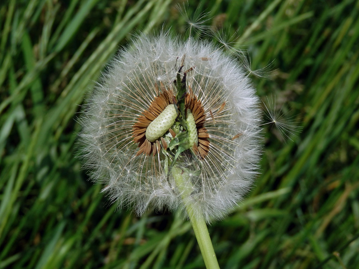 Smetánka lékařská (Teraxacum officinale L.) - fasciace stonku (5c)