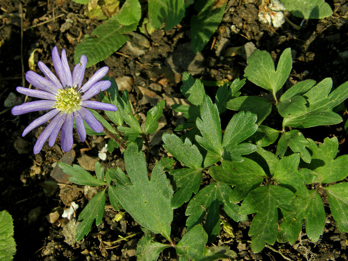 Sasanka vábná (Anemone blanda Scott et Kotschy)