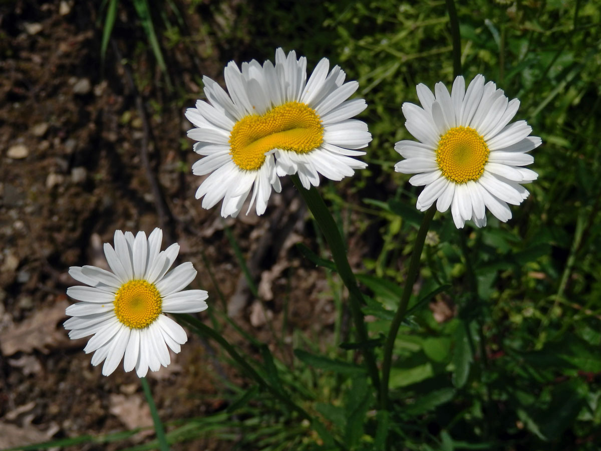 Fasciace kopretiny bílé (Laucanthemum vulgare Lamk.)