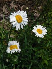 Fasciace kopretiny bílé (Laucanthemum vulgare Lamk.)