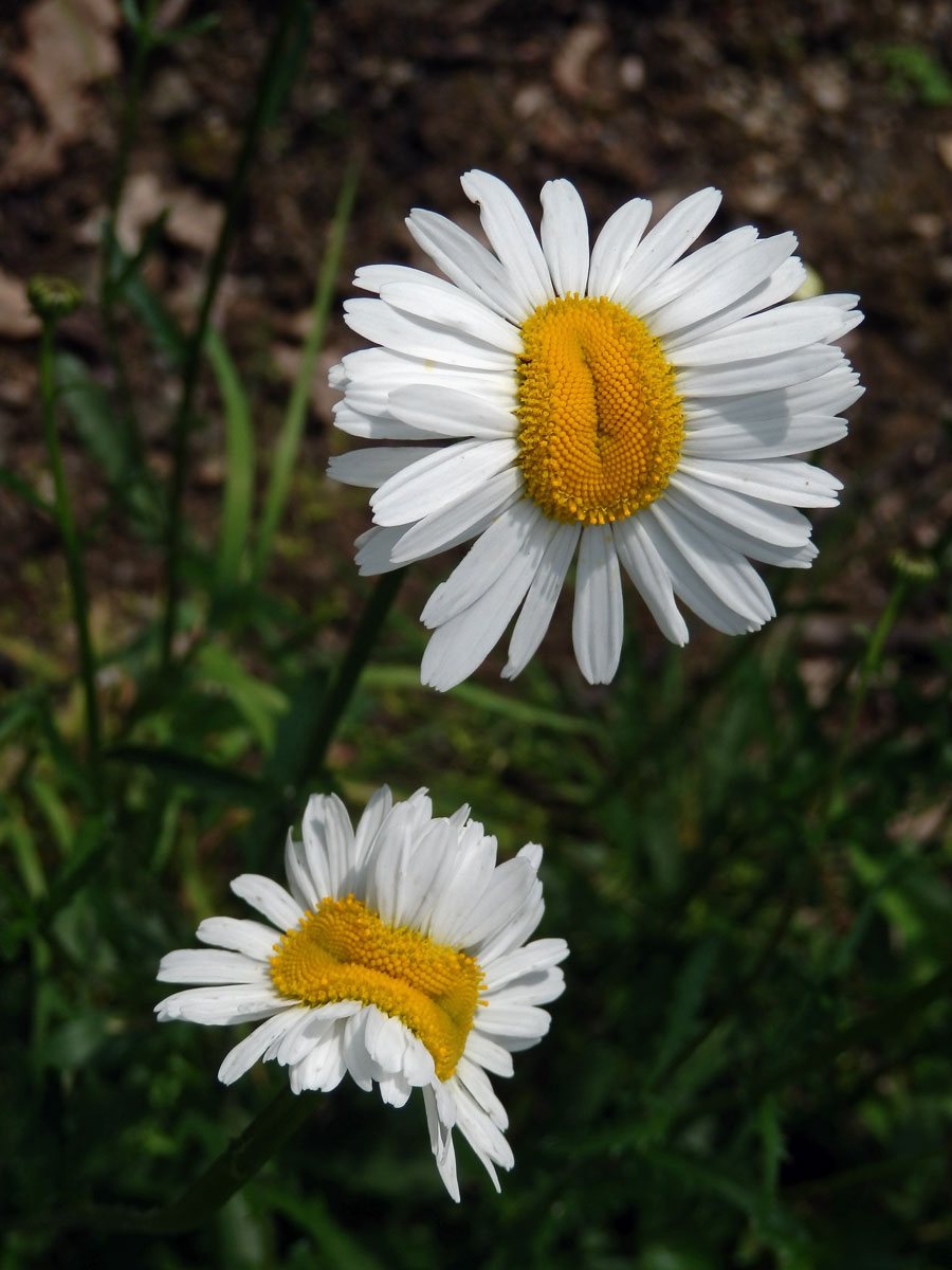 Fasciace kopretiny bílé (Laucanthemum vulgare Lamk.)