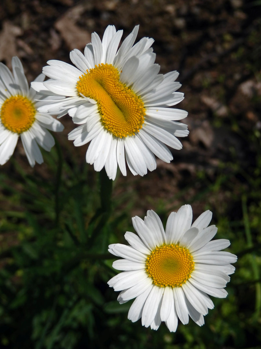 Fasciace kopretiny bílé (Laucanthemum vulgare Lamk.)