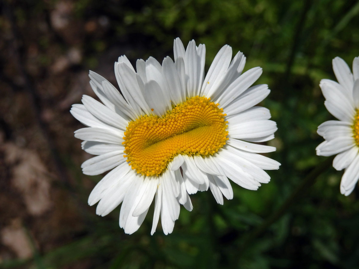 Fasciace kopretiny bílé (Laucanthemum vulgare Lamk.)