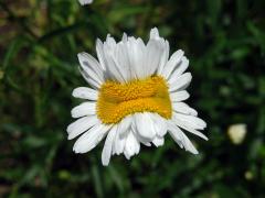 Fasciace kopretiny bílé (Laucanthemum vulgare Lamk.)