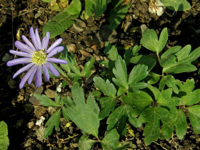 Sasanka vábná (Anemone blanda Scott et Kotschy)