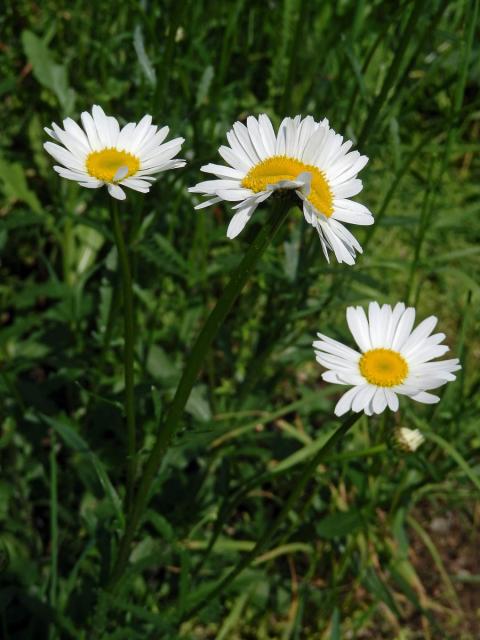 Fasciace kopretiny bílé (Laucanthemum vulgare Lamk.)