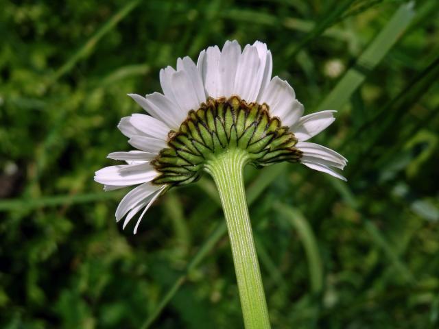 Fasciace kopretiny bílé (Laucanthemum vulgare Lamk.)