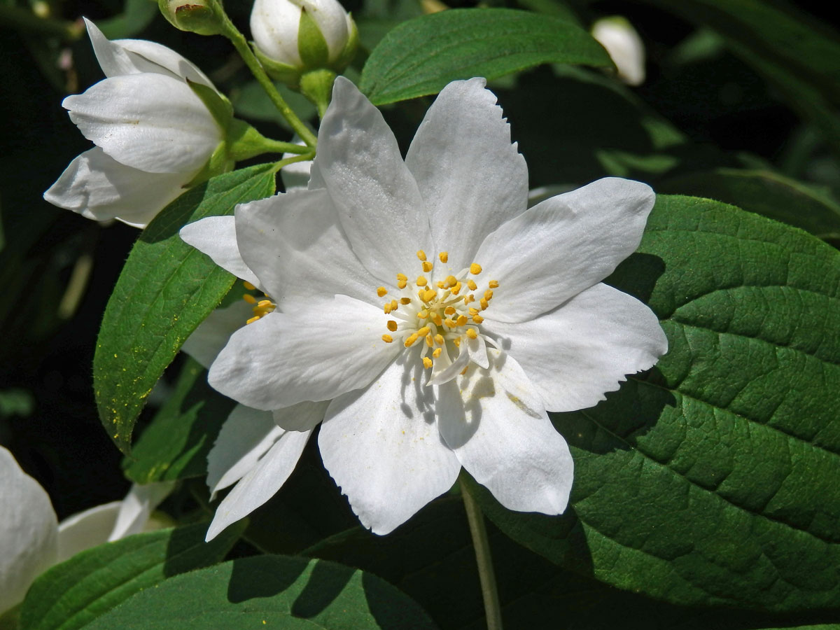 Pustoryl věncový (Philadelpha coronarius L.) s osmičetným květem (1c)