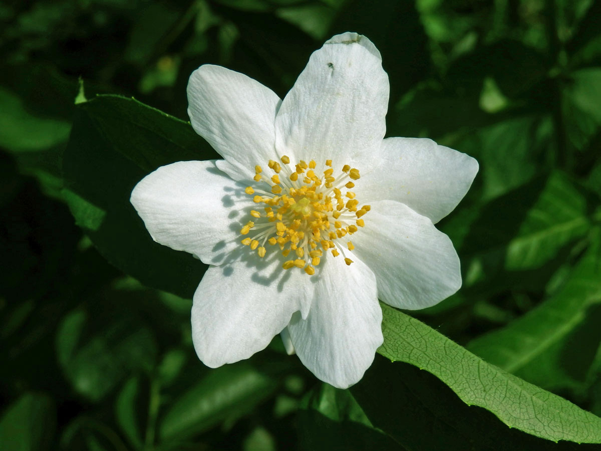 Pustoryl věncový (Philadelpha coronarius L.) se sedmičetným květem