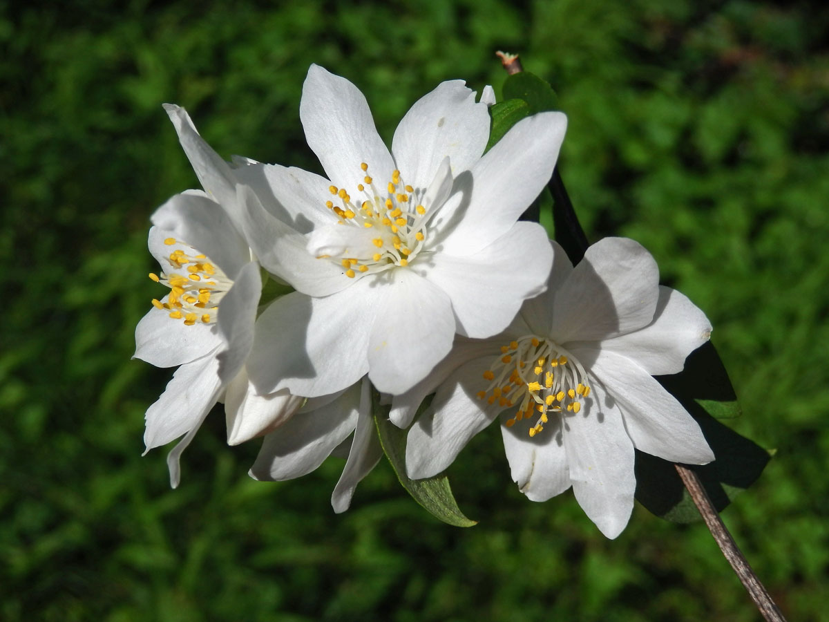 Pustoryl věncový (Philadelpha coronarius L.) s vícečetnými květy