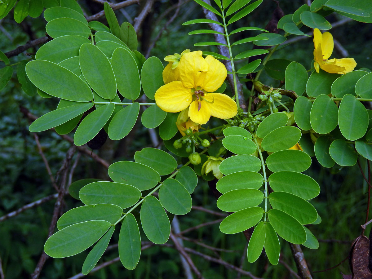 Senna suratensis (Burm. f.) H. S. Irwin et Barneby