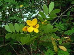 Senna suratensis (Burm. f.) H. S. Irwin et Barneby