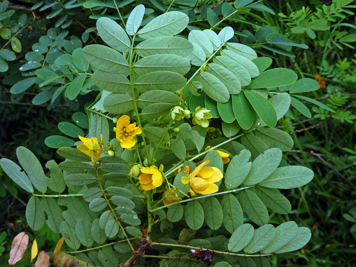 Senna suratensis (Burm. f.) H. S. Irwin et Barneby