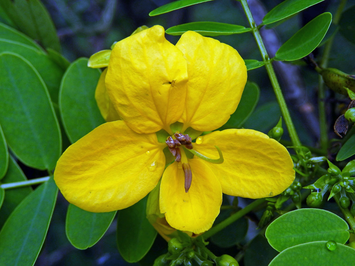 Senna suratensis (Burm. f.) H. S. Irwin et Barneby