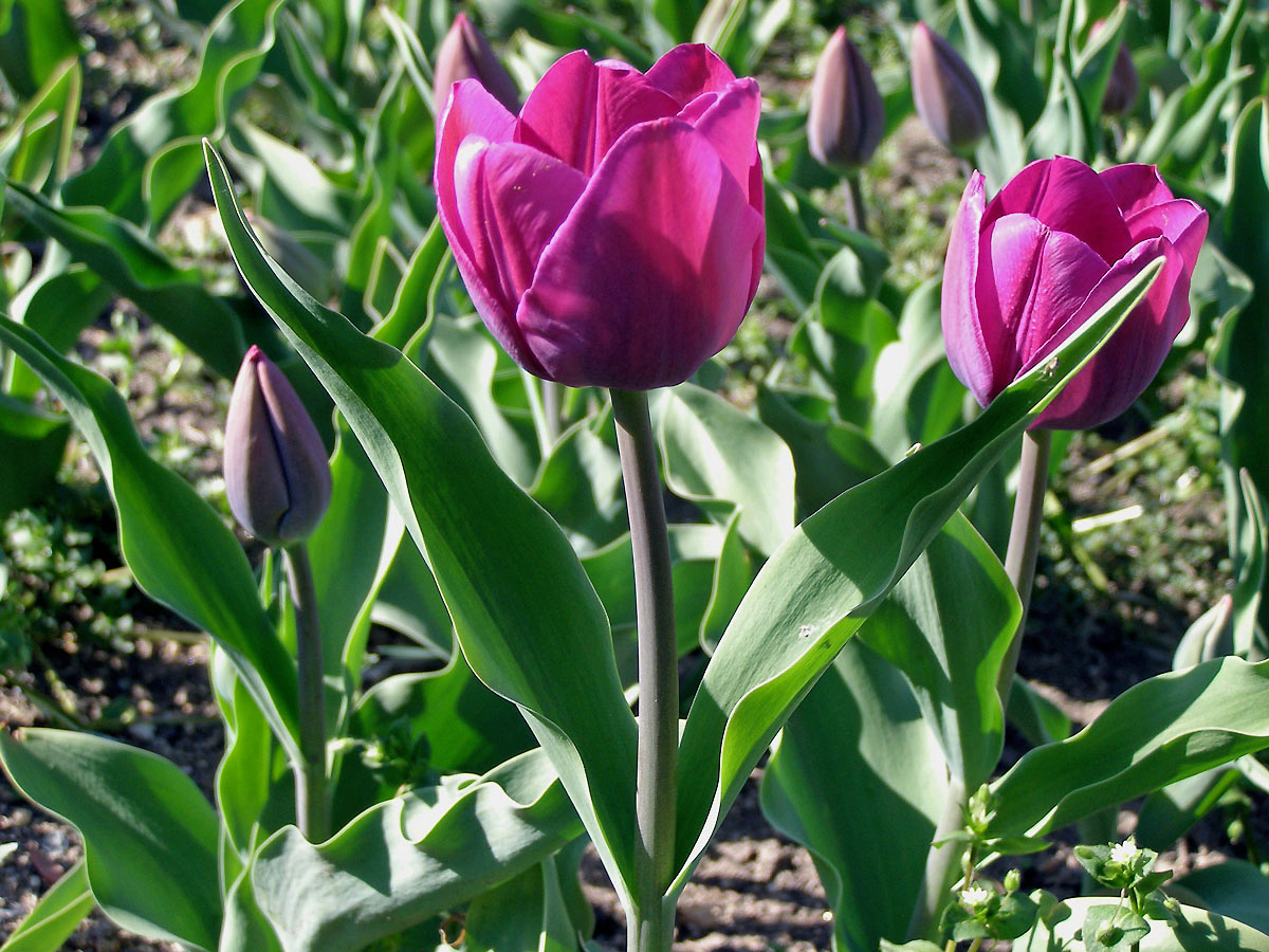 Tulipán zahradní (Tulipa x gesnerana L.)