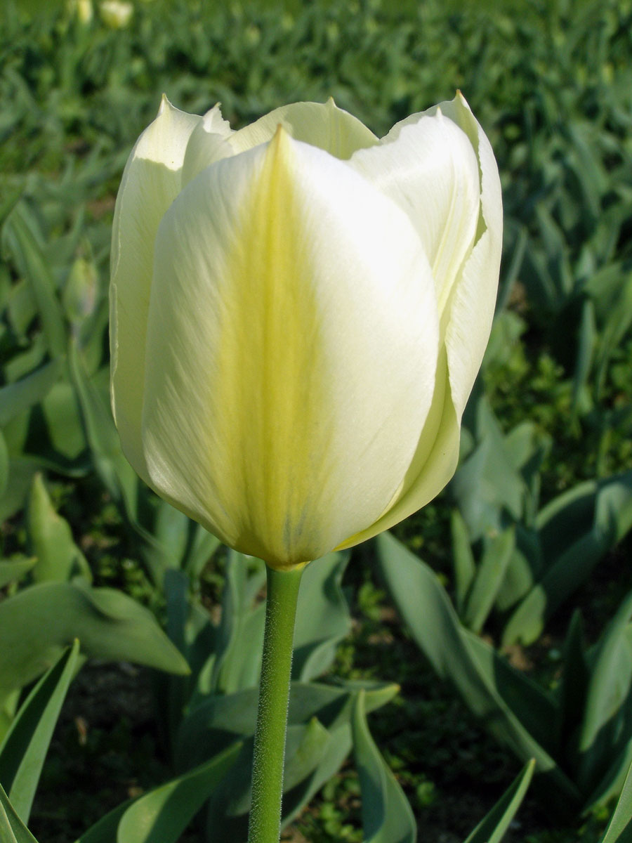 Tulipán zahradní (Tulipa x gesnerana L.)