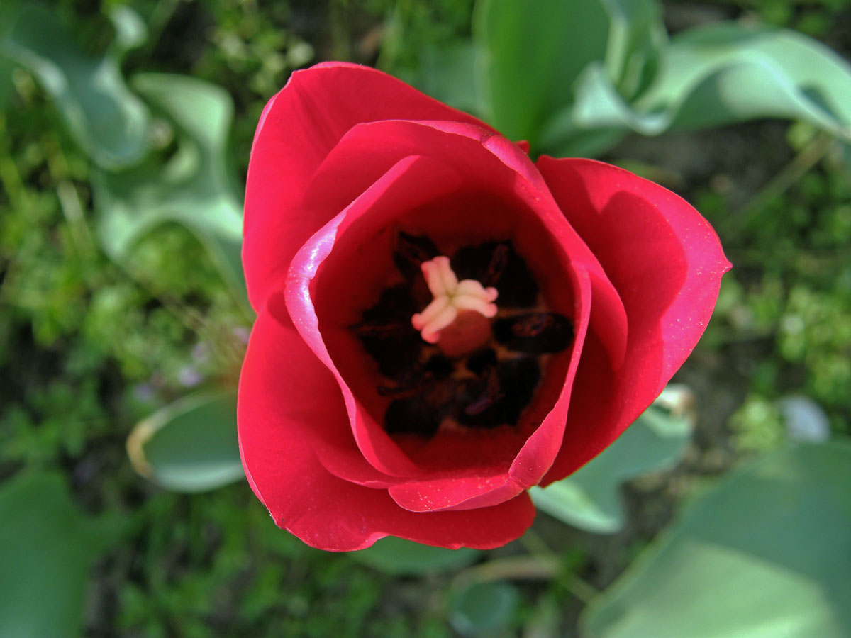 Tulipán zahradní (Tulipa x gesnerana L.)