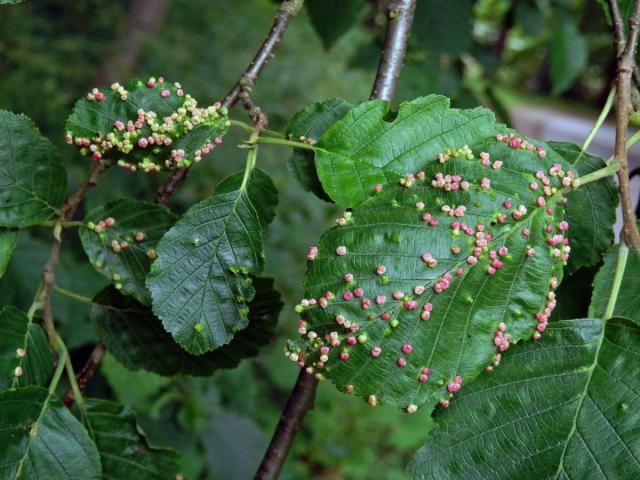 Hálky vlnovníka (Phytoptus laevis) na olši šedé (Alnus incana)