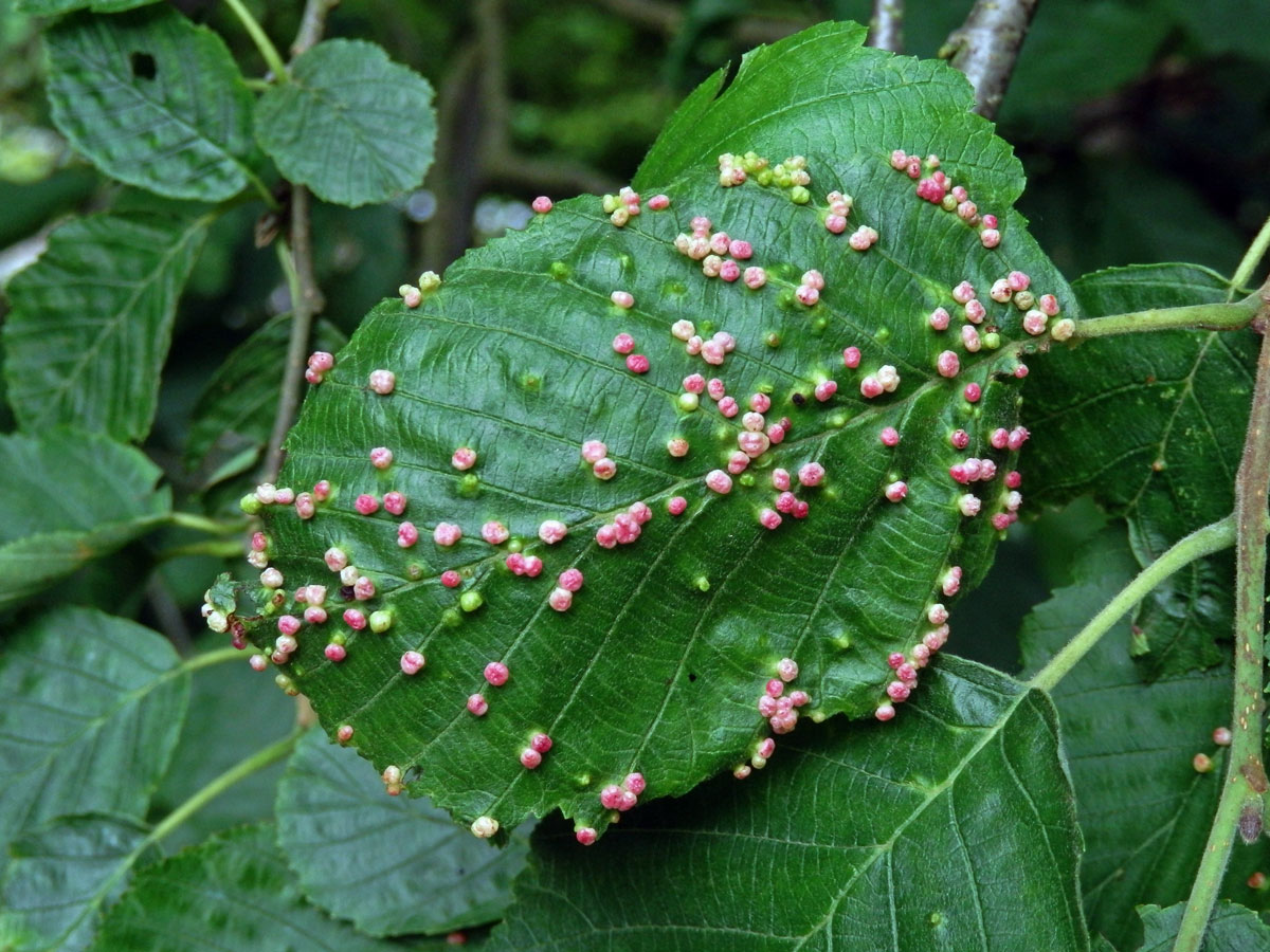 Hálky vlnovníka (Phytoptus laevis) na olši šedé (Alnus incana)