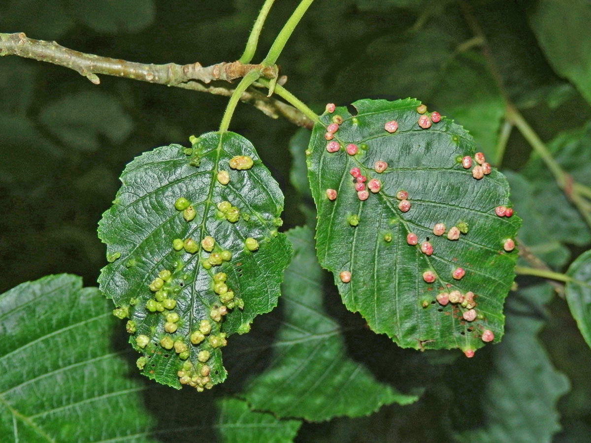 Hálky vlnovníka (Phytoptus laevis) na olši šedé (Alnus incana)