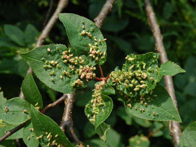 Hálky vlnovníka (Eriophyes paderinus); slivoň střemcha