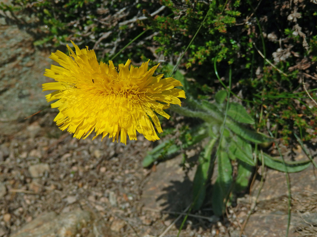 Jestřábník alpský (Hieracium alpinum L.) s fasciací stonku (1a)