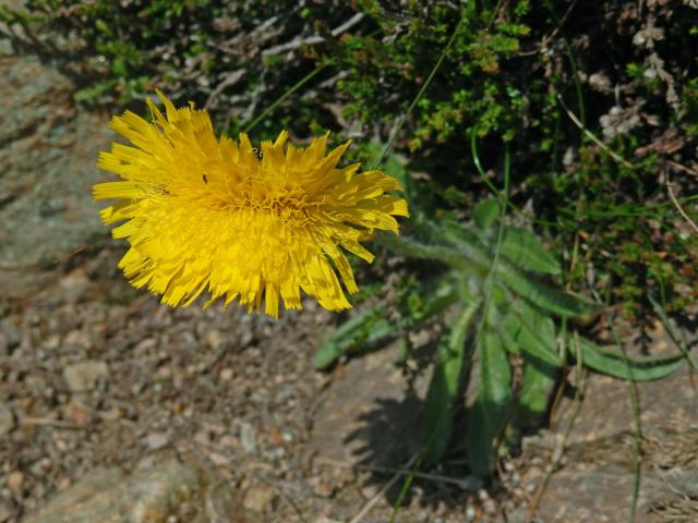 Jestřábník alpský (Hieracium alpinum L.) s fasciací stonku (1a)