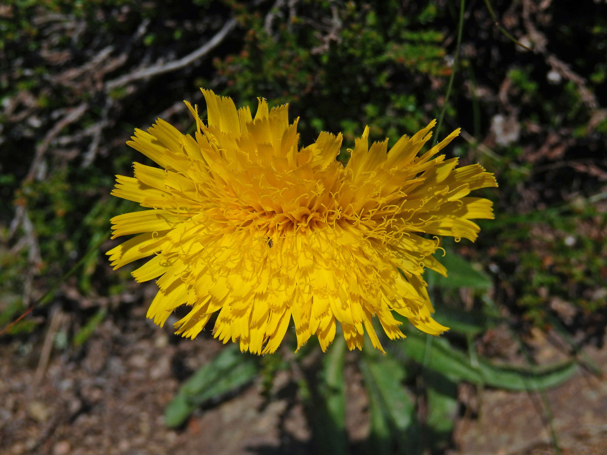 Jestřábník alpský (Hieracium alpinum L.) s fasciací stonku (1b)