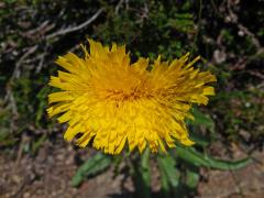 Jestřábník alpský (Hieracium alpinum L.) s fasciací stonku (1b)