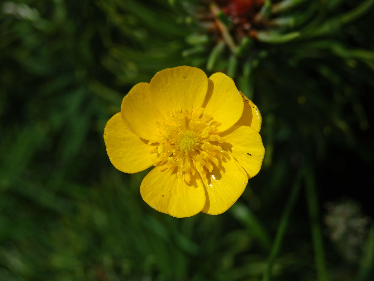 Pryskyřník prudký (Ranunculus acris L.) - květ s osmi korunnímí lístky (1)