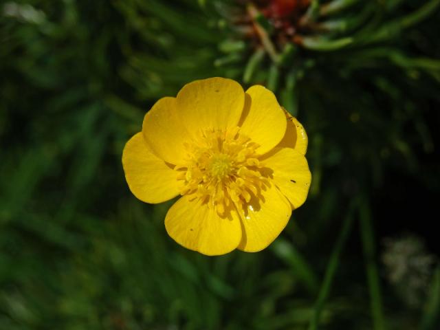 Pryskyřník prudký (Ranunculus acris L.) - květ s osmi korunnímí lístky (1)