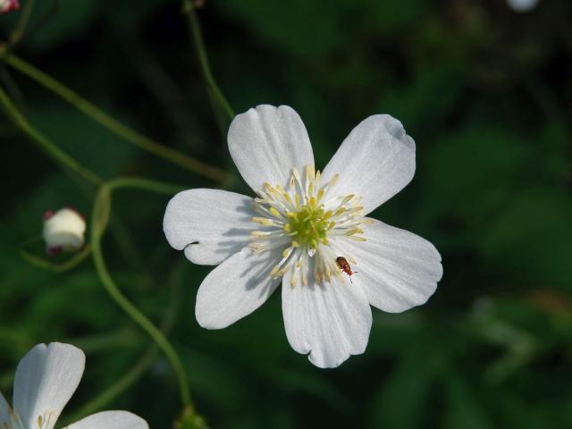 Pryskyřník platanolistý (Ranunculus platanifolius L.) - šestičetný květ