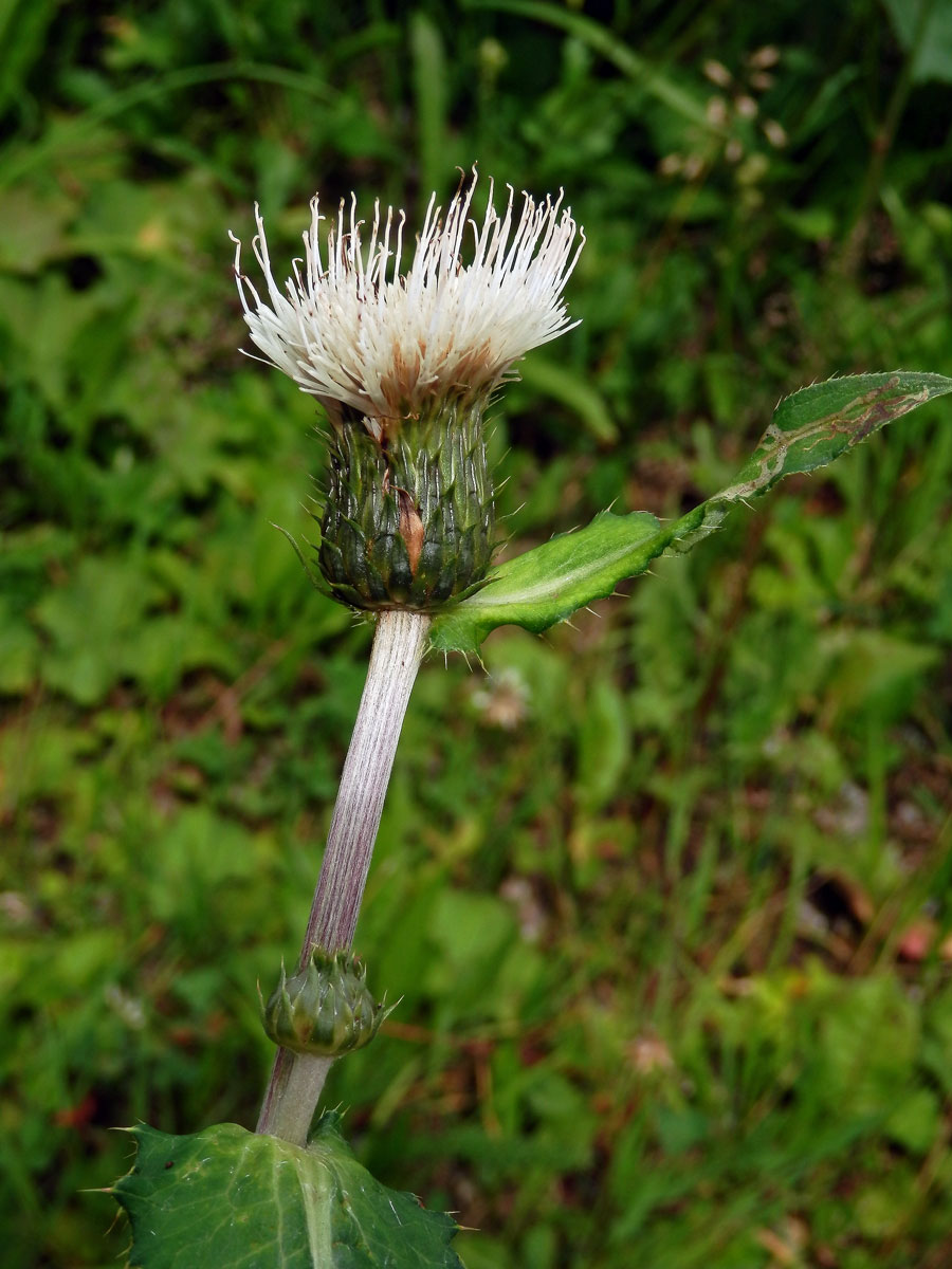 Pcháč zvrhlý (Cirsium x hybridum Koch ex DC.)