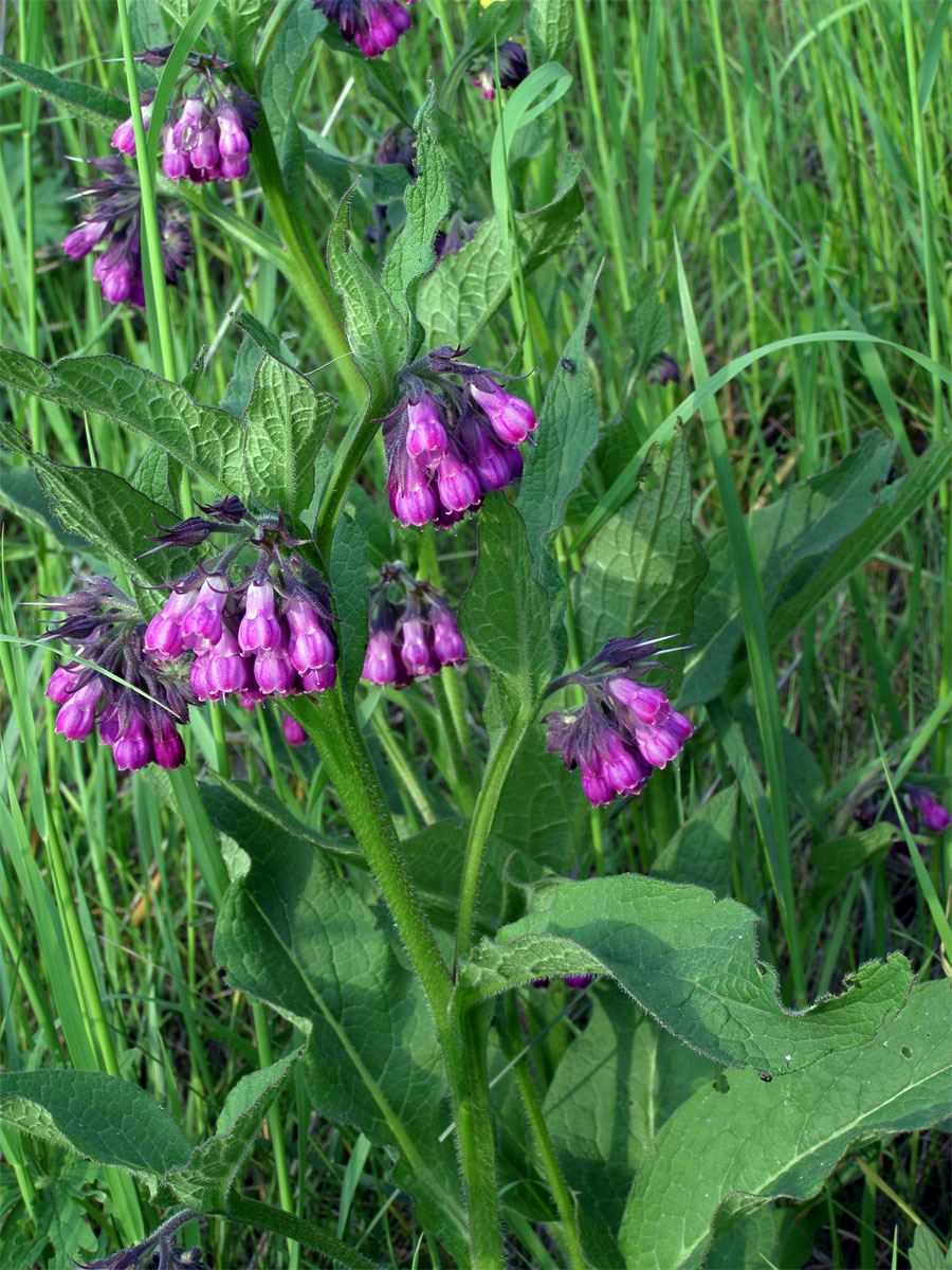 Kostival lékařský (Symphytum officinale L.)