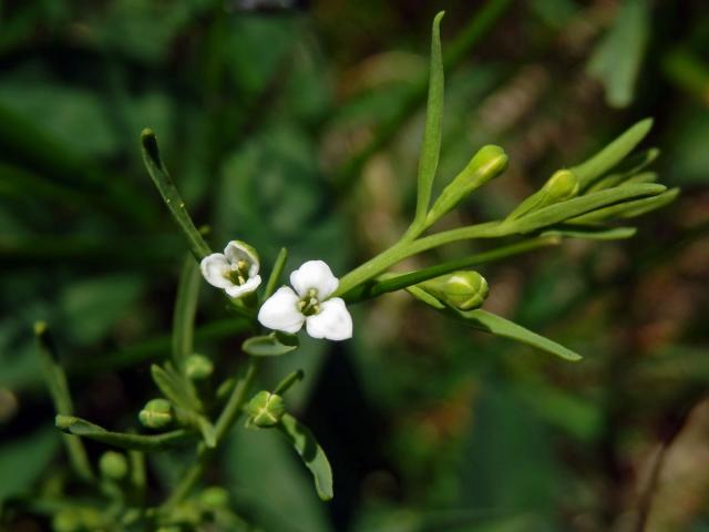 Lněnka alpská (Thesium alpinum L.)