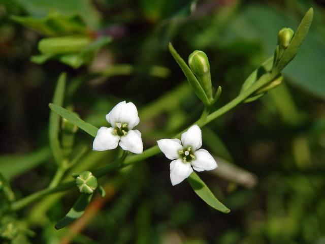 Lněnka alpská (Thesium alpinum L.)