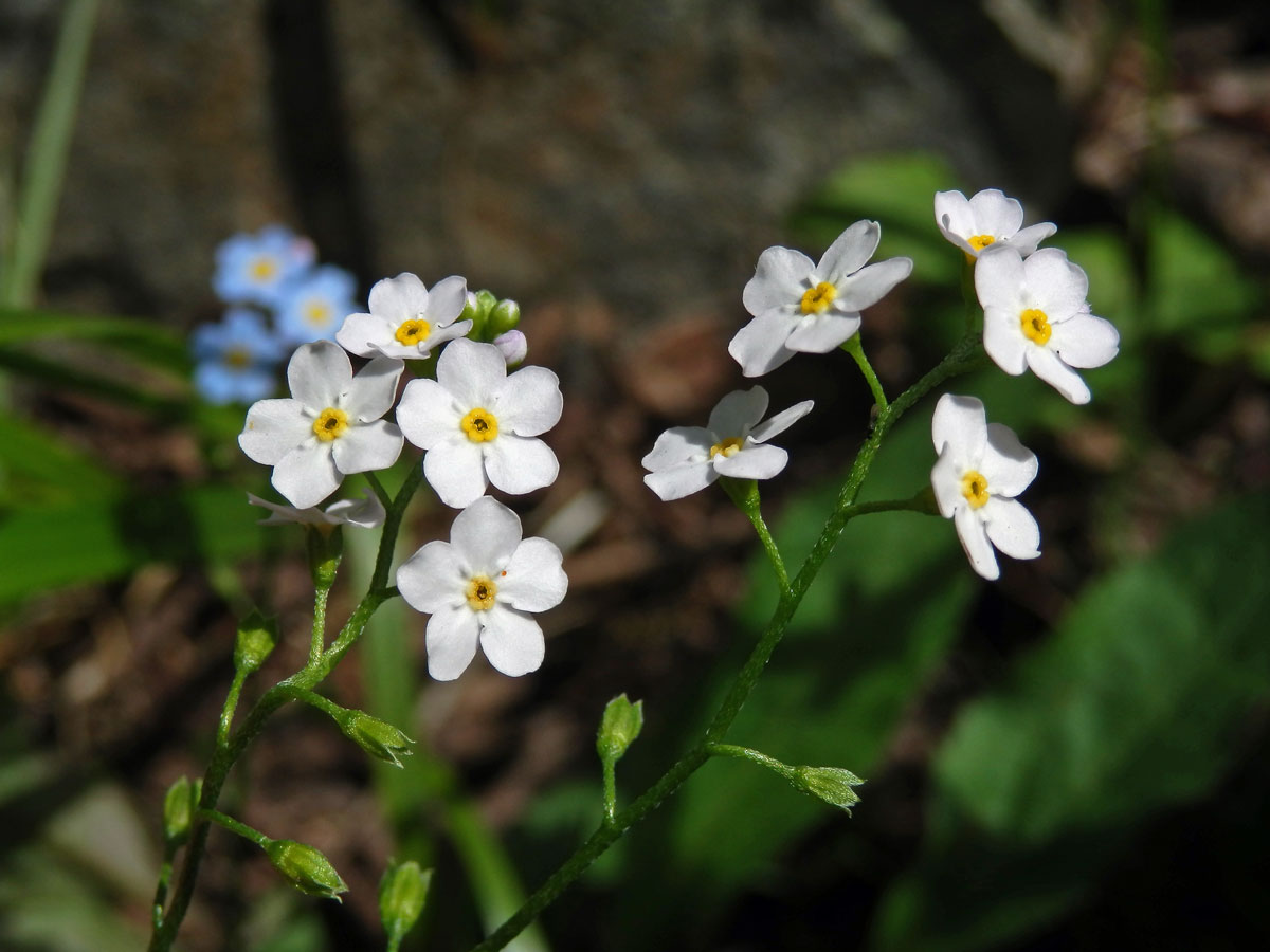 Pomněnka bahenní (Myosotis palustris (L.) L.) s květy bez barviva (2b)