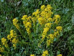 Boryt barvířský (Isatis tinctoria L.)